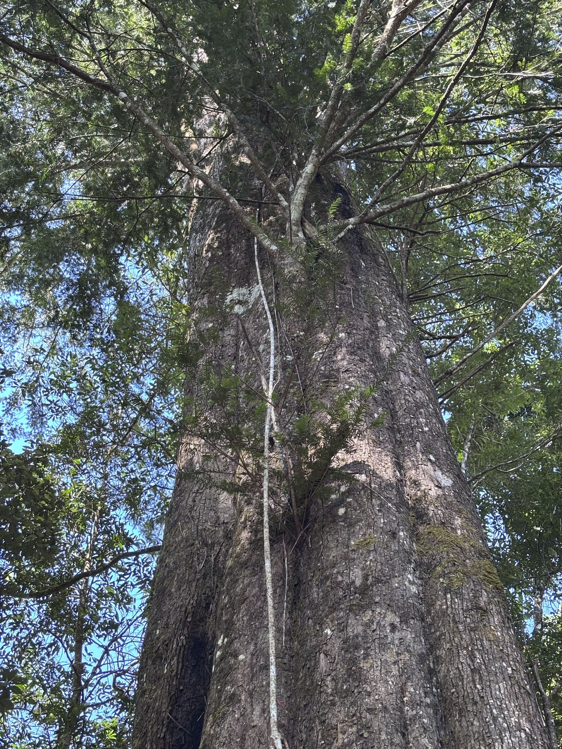 Cây Thông đỏ 2500 năm tuổi giữa rừng già