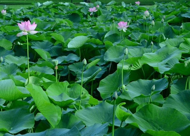 tinh la sen